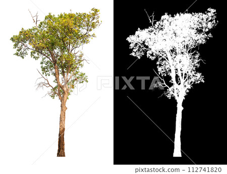 isolated tree on white background with clipping patoh and alpha  112741820