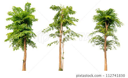 isolated tree collection with nclipping path isolated tree collection with nclipping path 112741830