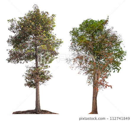 collection tree isolated on white background collection tree isolated on white background 112741849