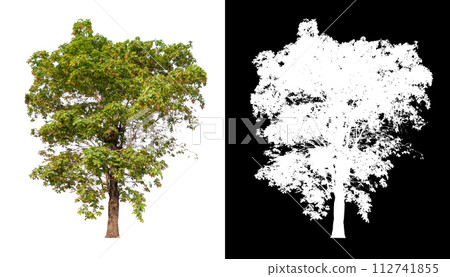 isolated tree on white background with clipping path and alpha isolated tree on white background with clipping path and alpha 112741855