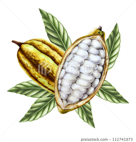 Watercolor composition with open cocoa pod, fruits and green leaves. Hand drawn half cacao, beens, realistic organic superfood illustration isolated on white background. For designers, packaging 112741873