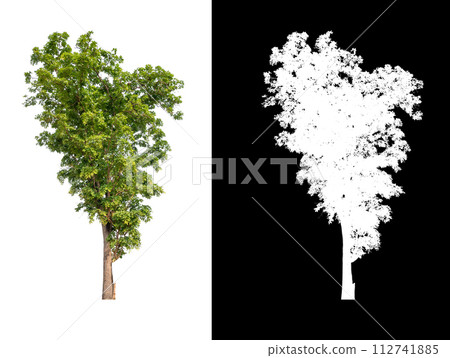 isolated tree on white background mwith clipping path and alpha tree isolated tree on white background mwith clipping path and alpha tree 112741885
