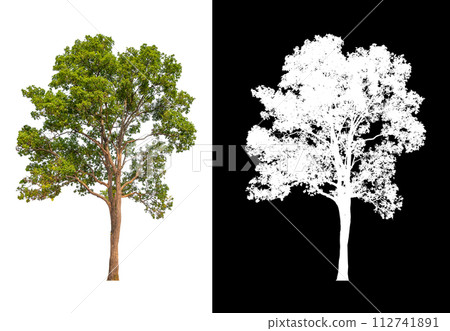 isolated tree on white background mwith clipping path and alpha tree isolated tree on white background mwith clipping path and alpha tree 112741891