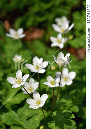 Nirinso (two wheat grass) 112741892