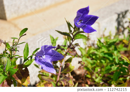 Beautiful bellflowers at Seimei Shrine (Kyoto City, Kyoto Prefecture) Beautiful bellflowers at Seimei Shrine (Kyoto City, Kyoto Prefecture) 112742215