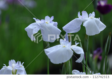 Bloom gracefully as a rose 112742313