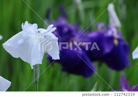 像玫瑰一樣優雅地綻放 像玫瑰一樣優雅地綻放 112742319