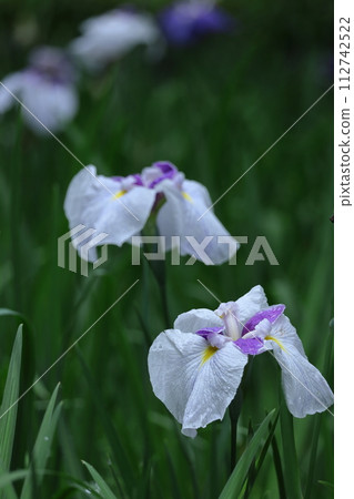 像玫瑰一樣優雅地綻放 像玫瑰一樣優雅地綻放 112742522