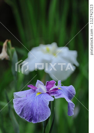 像玫瑰一樣優雅地綻放 像玫瑰一樣優雅地綻放 112742523