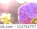 Hydrangea in the sunny rainy season 112742757