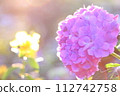 Hydrangea in the sunny rainy season 112742758