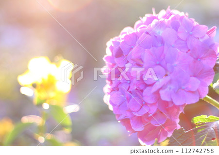 Hydrangea in the sunny rainy season 112742758