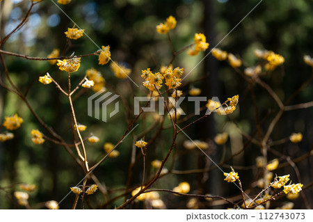 Mitumata花 Mitumata花 112743073