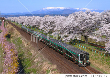 東北本線 E721 系 前往白石川堤千本櫻（仙台方面） 112743167