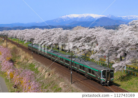 Tohoku Main Line E721 series going to Shiroishi River Tsutsumi Senbonzakura (Sendai area) 112743169