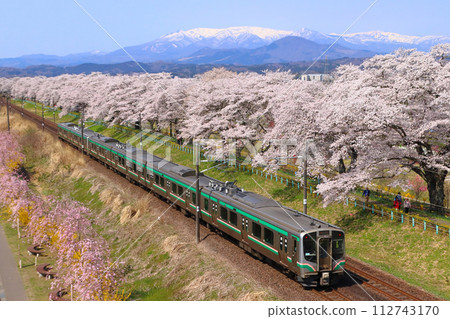 Tohoku Main Line E721 series going to Shiroishi River Tsutsumi Senbonzakura (Sendai area) 112743170
