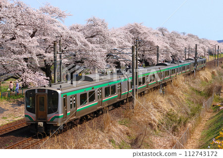 Tohoku Main Line E721 series going to Shiroishi River Tsutsumi Senbonzakura (Sendai area) 112743172