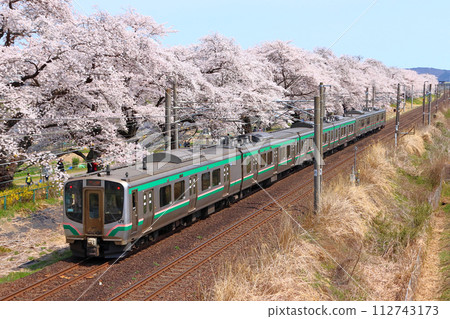 Tohoku Main Line E721 series going to Shiroishi River Tsutsumi Senbonzakura (Sendai area) 112743173