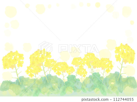 水彩畫的油菜花的背景插圖 水彩畫的油菜花的背景插圖 112744055
