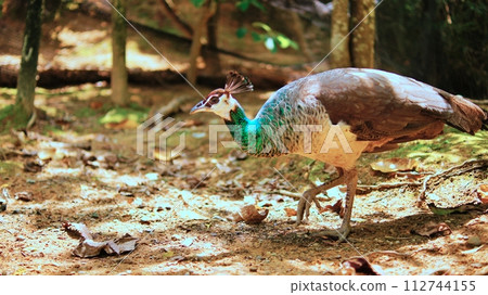 Peacock 112744155