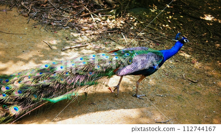Peacock 112744167