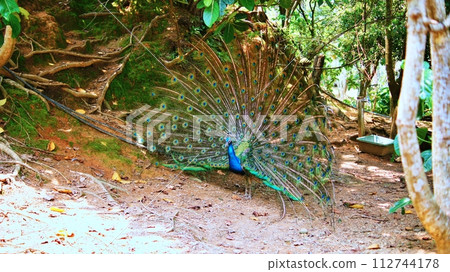 Peacock 112744178