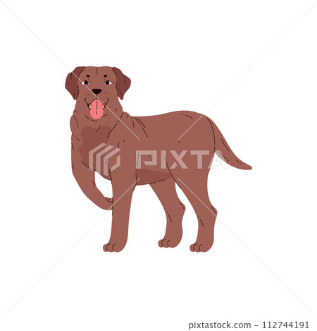Smiling labrador dog standing with paw raised flat style 112744191