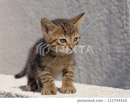 stray kitten on a wall stray kitten on a wall 112744428
