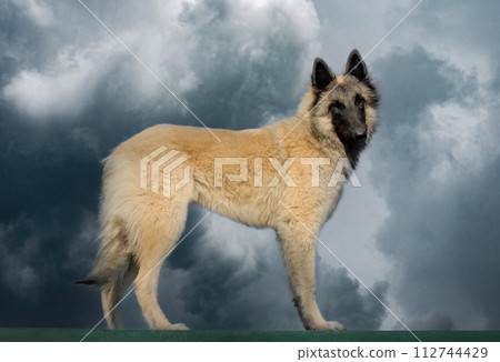 tervueren in nature 112744429