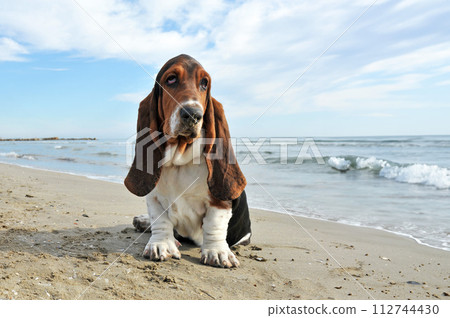 basset hound on the beach basset hound on the beach 112744430