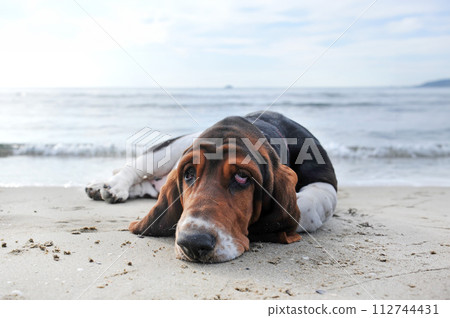 basset hound on the beach basset hound on the beach 112744431
