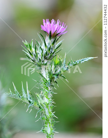 Cirsium arvense in nature 112744432