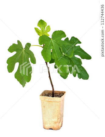 Ficus carica in pot Ficus carica in pot 112744436