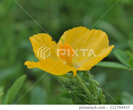 Papaver cambricum in nature Papaver cambricum in nature 112744437
