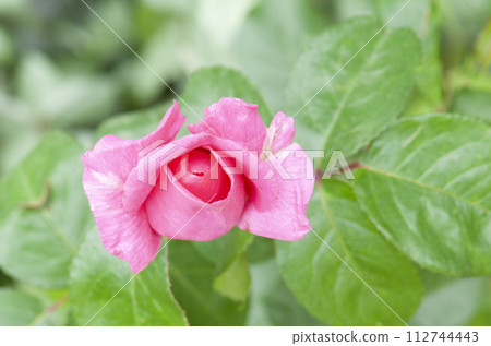 pink rose in garden 112744443