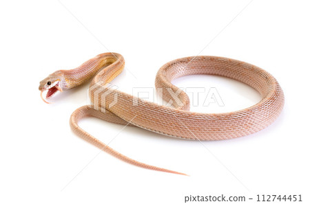 corn snake in studio corn snake in studio 112744451