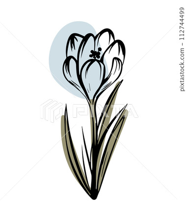 Crocus in sketch style with abstract color shapes, hand-drawn isolated on white background. Crocus in sketch style with abstract color shapes, hand-drawn isolated on white background. 112744499