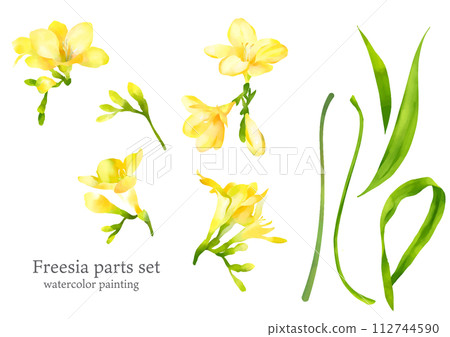 Hand-painted watercolor freesia parts Hand-painted watercolor freesia parts 112744590