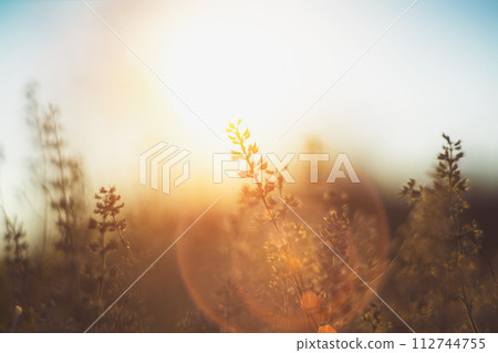 defocused view of dried wild flowers and grass in a meadow in winter or spring fall in the bright golden rays of the sun with lens flare and highlights on a helios lens blurred background of sky defocused view of dried wild flowers and grass in a meadow in winter or spring fall in the bright golden rays of the sun with lens flare and highlights on a helios lens blurred background of sky 112744755