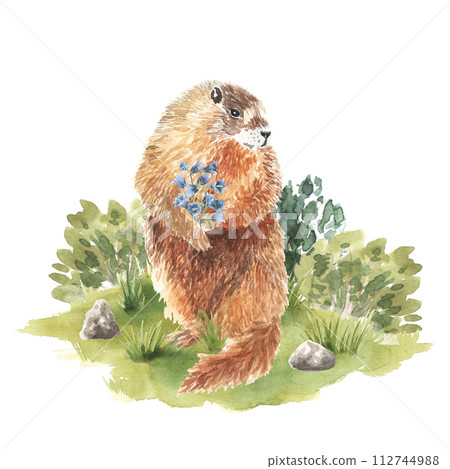 The groundhog forest animal on grass ground in the park of illustration. Hand drawn watercolor. Woodland character for children, book. Bluebell flowers in paws The groundhog forest animal on grass ground in the park of illustration. Hand drawn watercolor. Woodland character for children, book. Bluebell flowers in paws 112744988