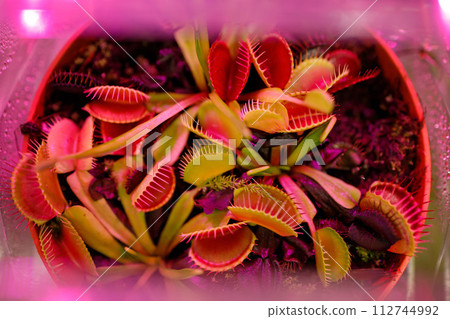 Venus flytrap a predatory, carnivorous plant that hunting insects. Growth under an ultraviolet lamp. Venus flytrap a predatory, carnivorous plant that hunting insects. Growth under an ultraviolet lamp. 112744992