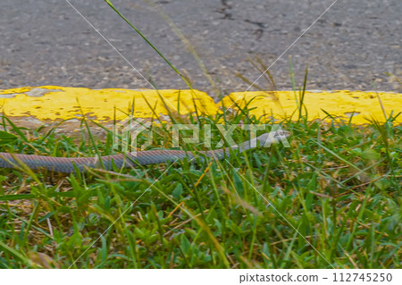 Highly Venomous Eastern Brown Snake 112745250