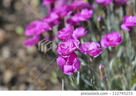 Pink Warden Hybrid Pink Warden Hybrid 112745253