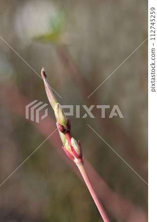 Snakebark maple Red Flamingo Snakebark maple Red Flamingo 112745259
