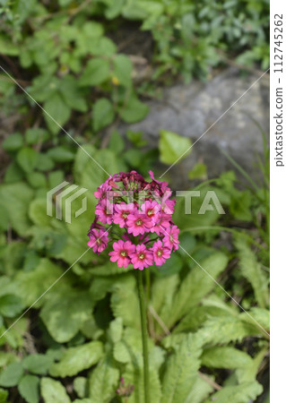 Japanese Primrose Millers Crimson 112745262
