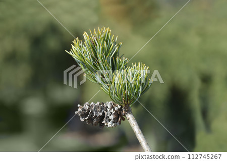 Japanise White Pine Blue Angel 112745267