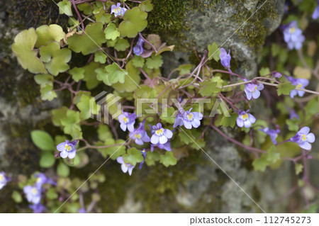 Kenilworth Ivy Kenilworth Ivy 112745273