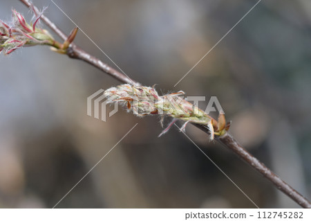 Juneberry Juneberry 112745282