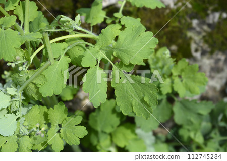Greater celandine Greater celandine 112745284
