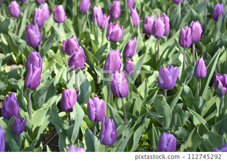 Tulip Purple Flag Tulip Purple Flag 112745292